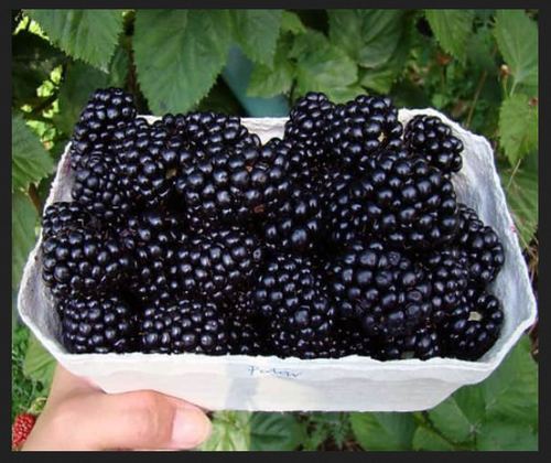 polar-blackberry-500x500.png