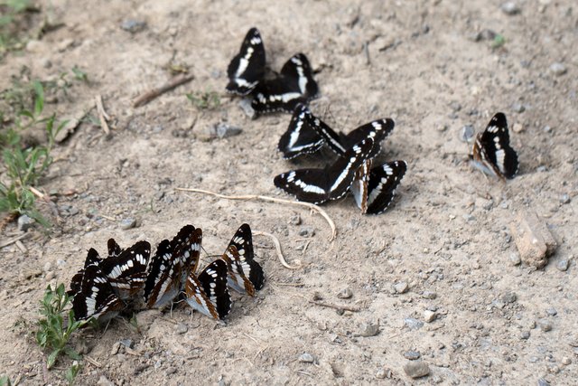 Kleiner Eisvogel (Limenitis camilla)_CI4A8131-BF.jpg