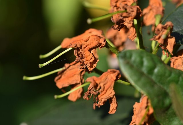 drystuff rhododendron flowers 1.jpg