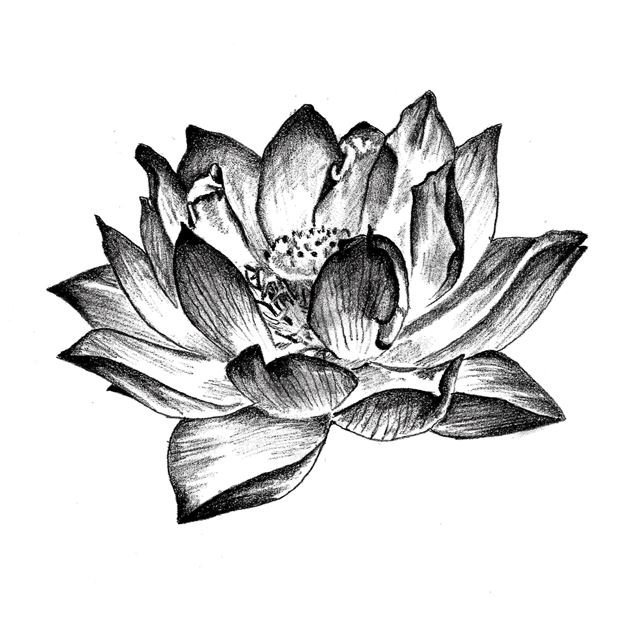 155 Trendy Lotus Flower Tattoos That You Dont Want to Miss