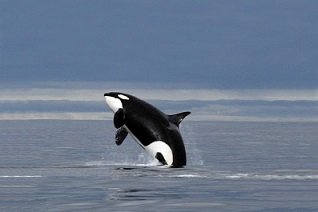 10-impresionantes-curiosidades-sobre-las-ballenas-3.jpg