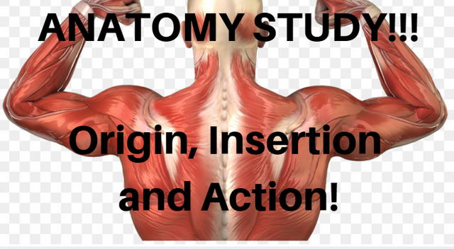 anatomy.PNG