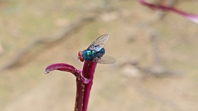 IMG_20250419_123124.jpg