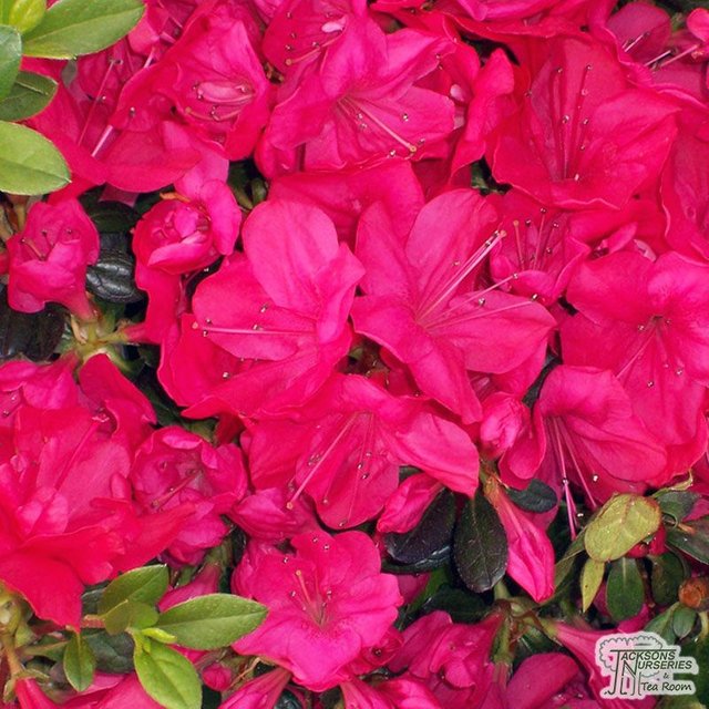 Rhododendron_azalea_Mothers_Day.jpg