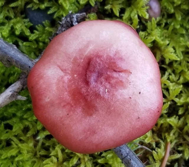 red tinged shroom smart phone aug 2017.jpg