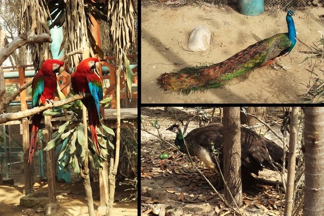 guacamayo y pavo real.jpg