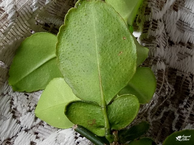 Kaffir Lime Leaves2.jpg