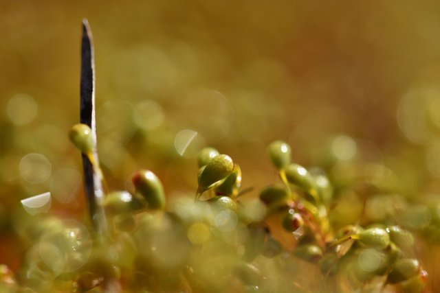 moss spores macro bokeh stick.jpg