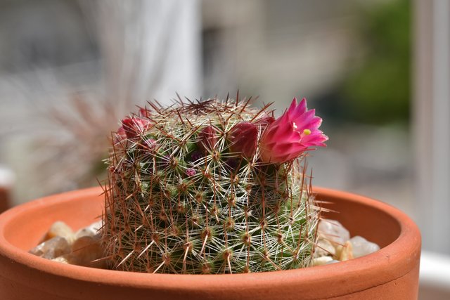 Mammillaria haageana flowers 3.jpg