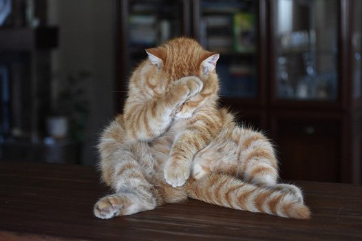 www.maxpixel.net-Posture-Cat-Ashamed-Shame-Funny-Redhead-Striped-3602557-.jpg