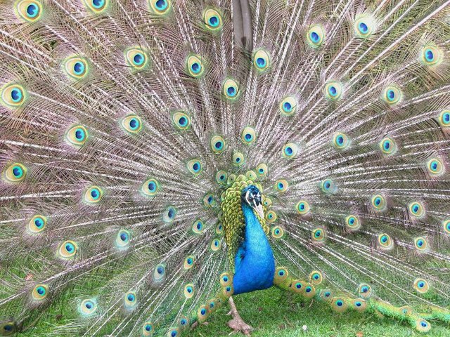 peacock display.jpg