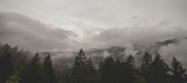 clouds-fog-forest-6718.jpg