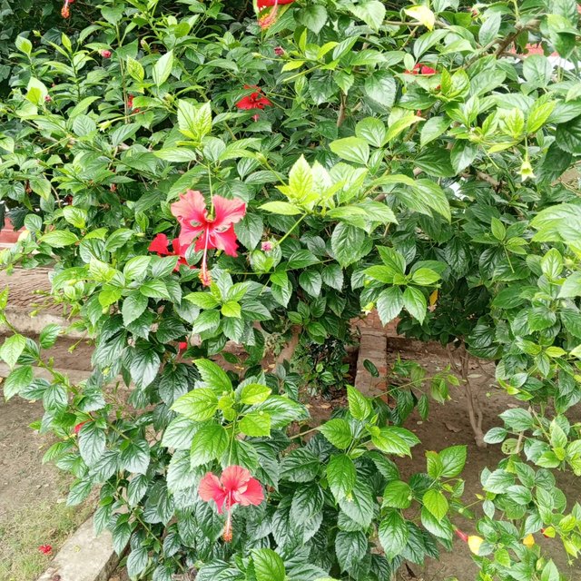 IMG_20250911_054252_684.jpg