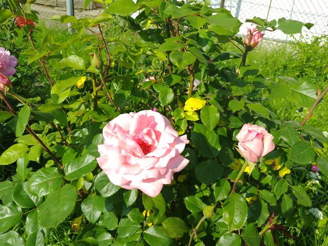IMG_20250608_173719.jpg