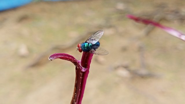 IMG_20250419_123147.jpg