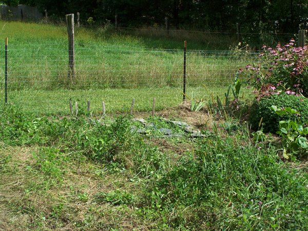 Big garden - tall stuff gone to fence crop August 2019.jpg