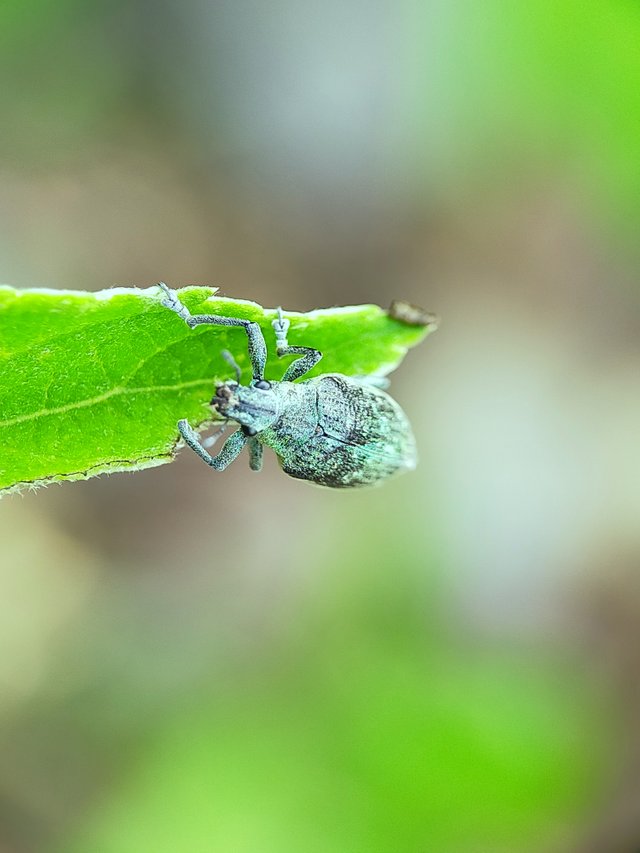 Borer Beetles (3).jpg