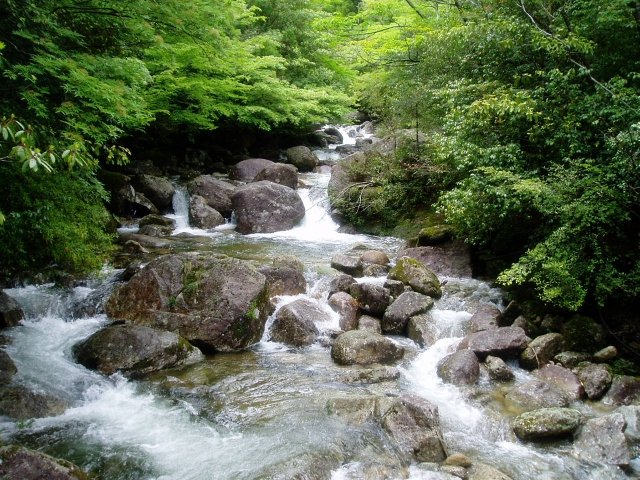 locobee-yakushima-3.jpg