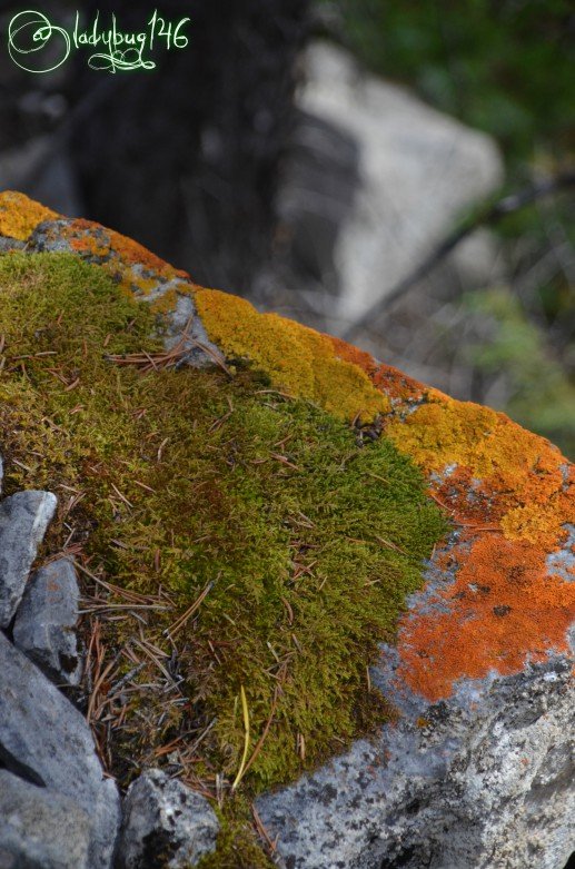 kananaskis_lichen.jpg