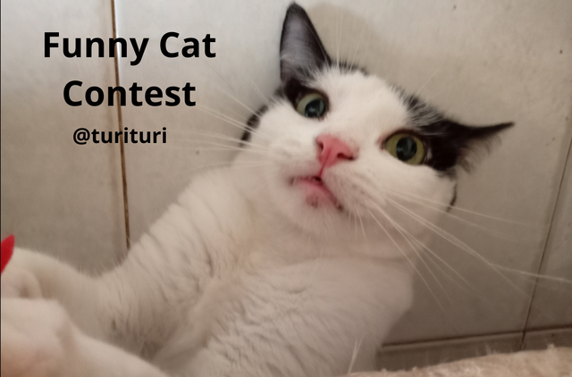 Funny Cat Contest..png