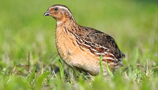 coturnix coturnix coturnix.jpg