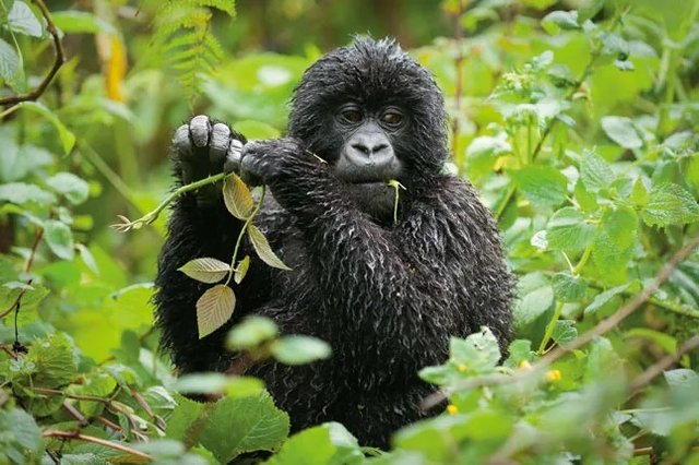 Is a 2 Day Rwanda Safari Enough.jpg