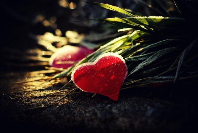 close-up-heart-shape-leaf_1048944-21100562.jpg