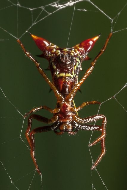 Devil Mask Spider.jpg