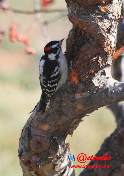 Downy Woodpecker PFW56.jpg