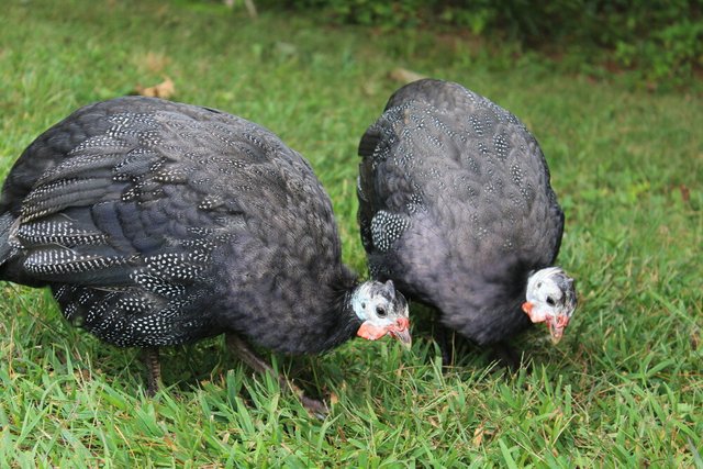 amazing guinea fowls.jpg