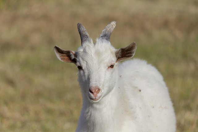 goat-3792257_1280.jpg