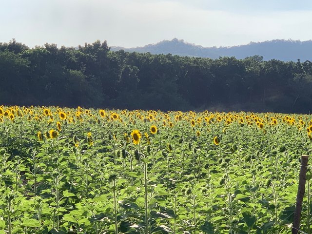 sunflowers2.jpg