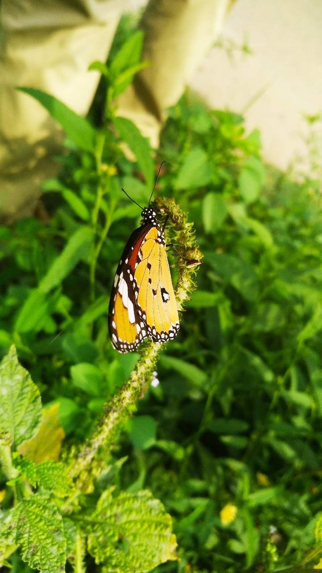 beautiful butterfly.jpg