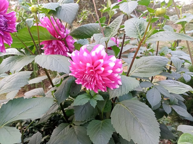 IMG20240202170147.jpg