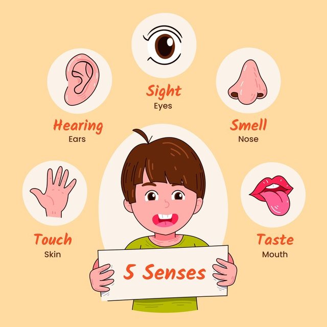 hand-drawn-5-senses-illustration_23-2150045374.jpg