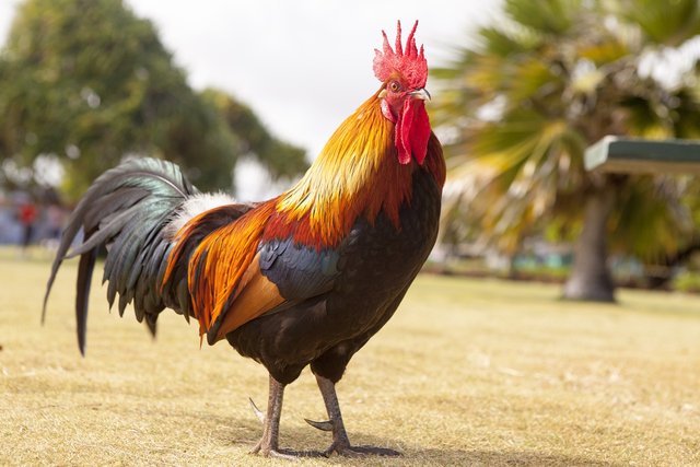 rooster-1867562_1280.jpg