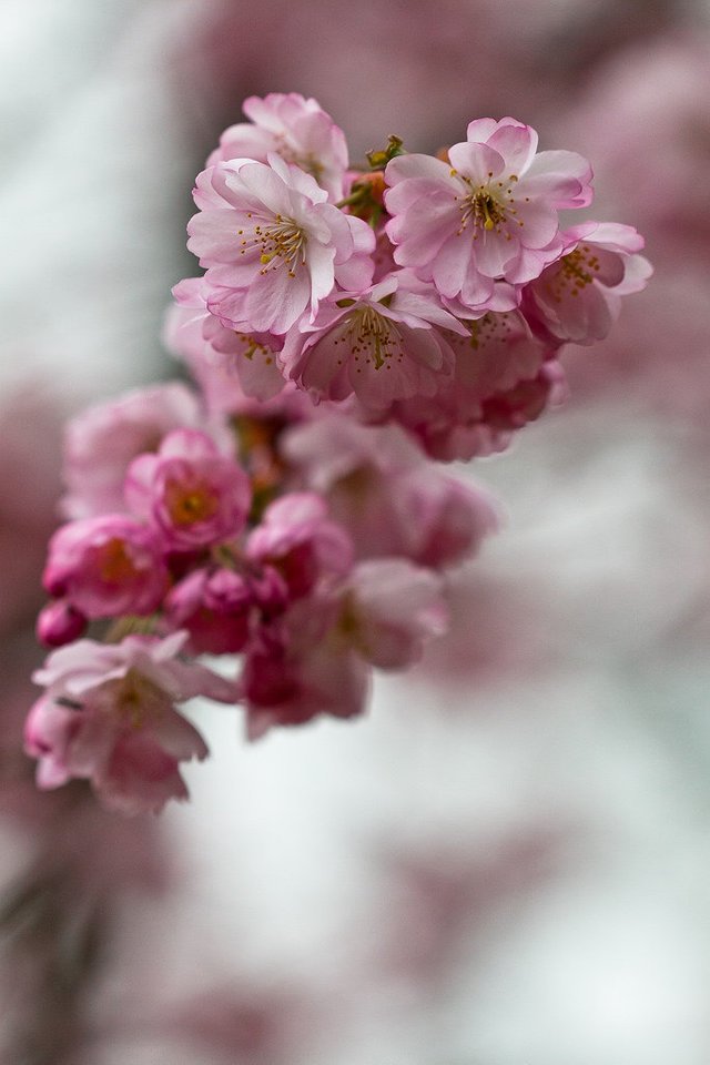 7050176497-cherry-blossom (FILEminimizer).jpg