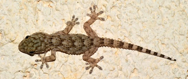 gecko-2656812_1280.jpg