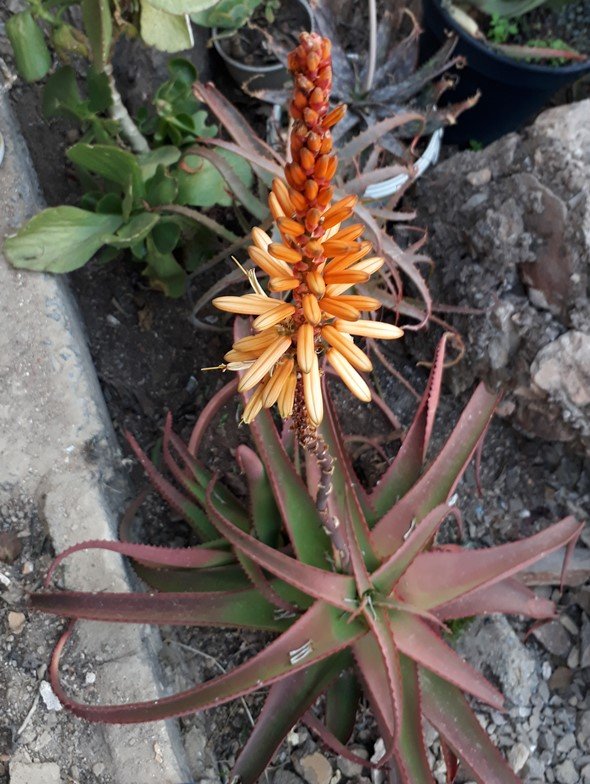 Aloe vanbalenii.jpg