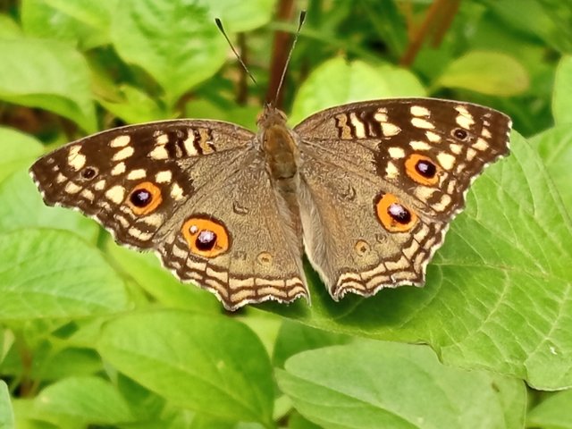 butterfly (5).jpg