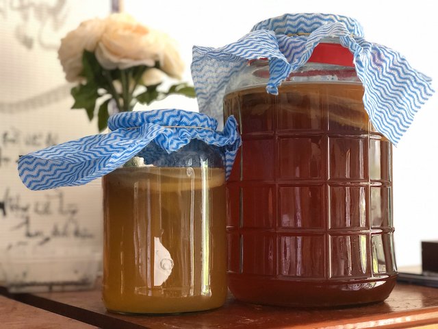 Brewing Jun Tea (left) and Kombucha (right)