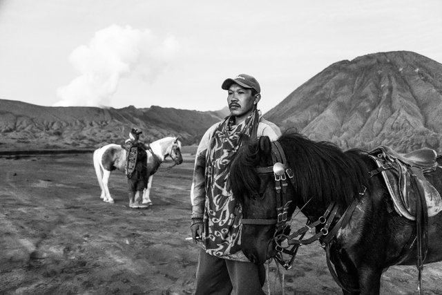 Volcano+Horses+by+Fraser+Morton2311.jpg
