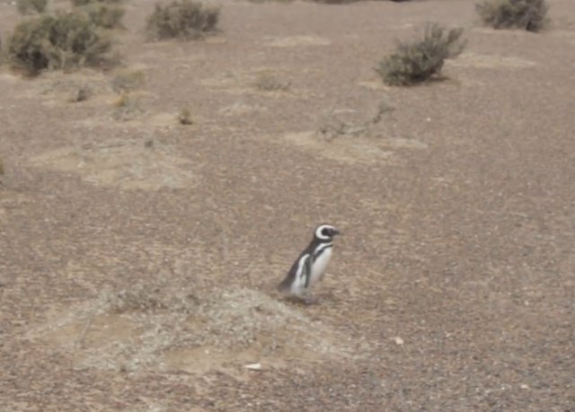 02.-Pingüinera de Punta Tombo-6.jpg