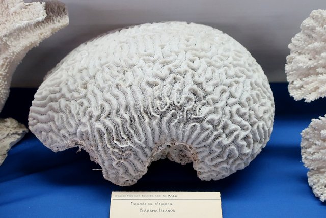 Symmetrical Brain Coral.jpg