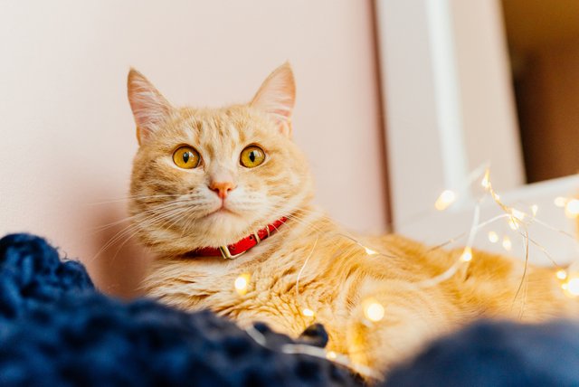 cat-christmas-lights-cute-ginger-cat-lying-near-window-play-with-lights.jpg