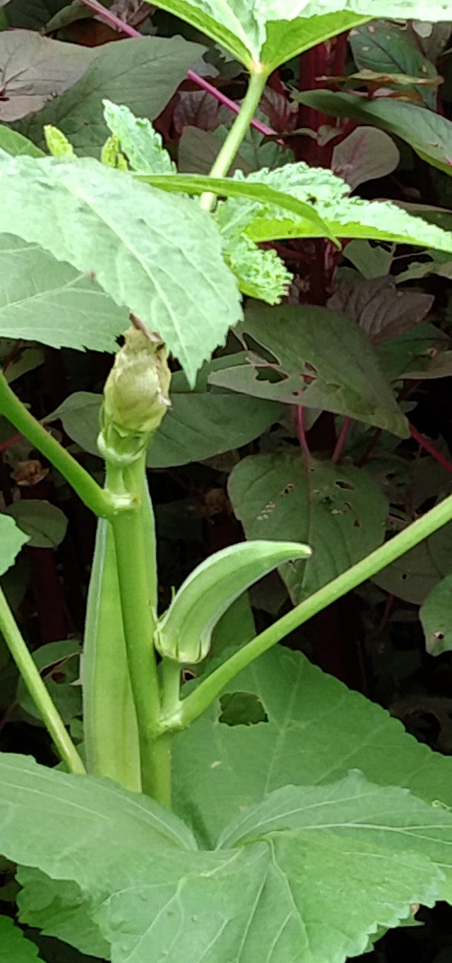 A Vegetable Garden Battling With The Worms The Bad Green Guys