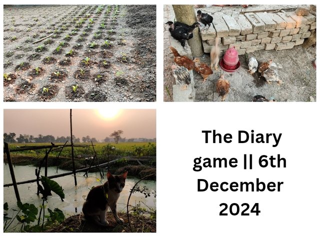 The Diary game __ 2nd November 2024_20241210_153616_0000.jpg