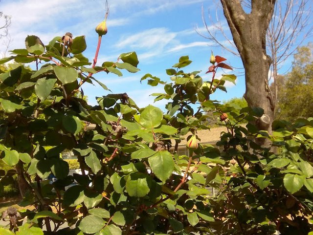 IMG_20191013_105030.jpg