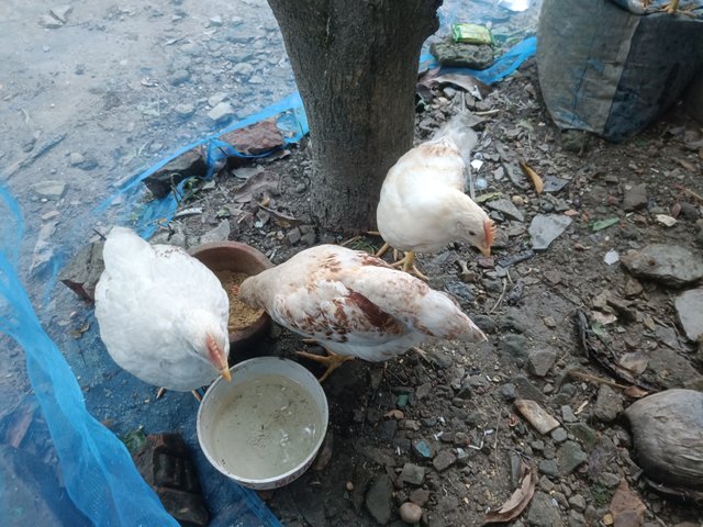 IMG20250612174557.jpg