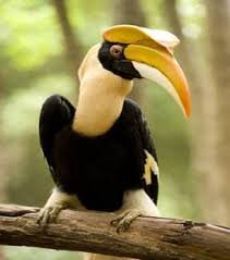 hornbill.jpg